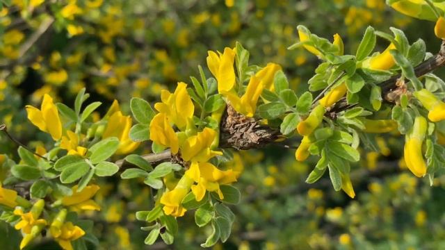 Spring, Track Tribe - Back To Portland (NO COPYRIGHT MUSIC)