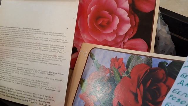 Бегонии,посадка клубней на проращивание.09.03.24.Сев Каз Ч.644.