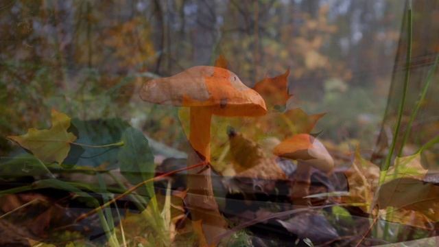 Faultines - Asher Fulero (NO COPYRIGHT MUSIC)