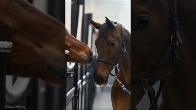 лошади🥰