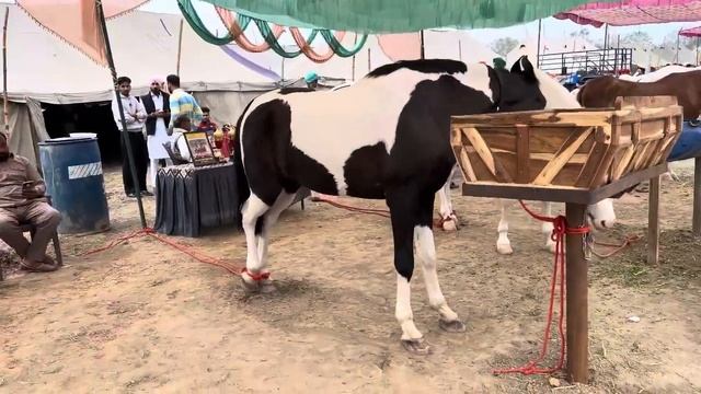 Full View Mandi Talwandi Sabo 2024 . ਮੰਡੀ ਦਾ ਗੇੜਾ