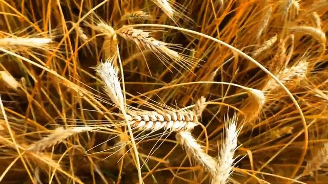 Юрий Зайцев