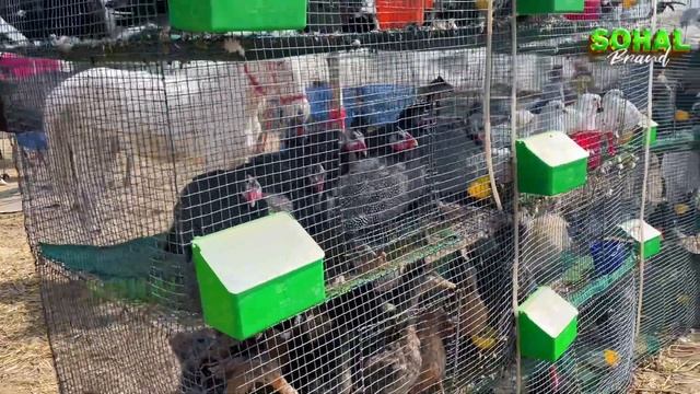 Vlog- Horse Mela In Talwandi Sabo