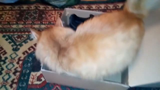 Когда и коты выбирают #m-tac
