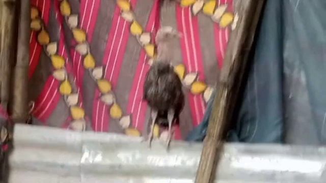 Vlog #39//Sabo Tok🦃🕊️ni Mung Man Bai Ano Sa Bai Di//Lily Dvrmà