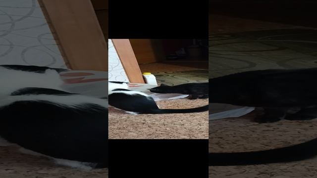 #котвмешке#чарли