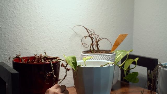 After Vacation Plant Tour + Stuffs I Got From India