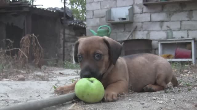 Рой. Сентябрь 2015 г.