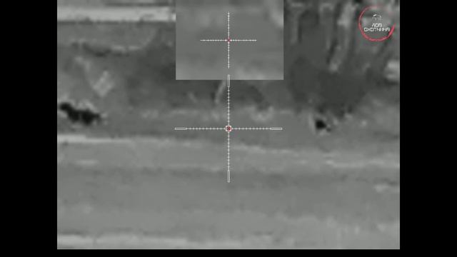 Охота. Осень 2024г. Две енотовидные собаки