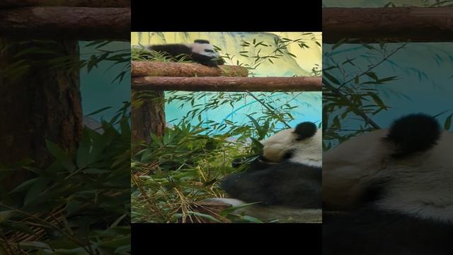 перворождённая панда в России)