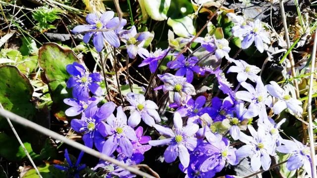 Приглашаем на ретрит на Ладоге