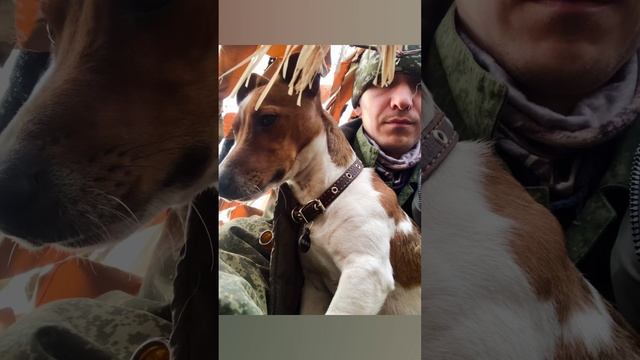 Хвостатый напарник