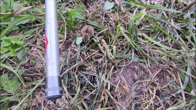 Полевая мышка со мной на рыбалке