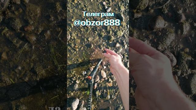 1736 ГОД‼️😎🔥 Одна из самых красивых моет - нашёл с металлоискателем #xpdeus2 #коп #находки #помойк
