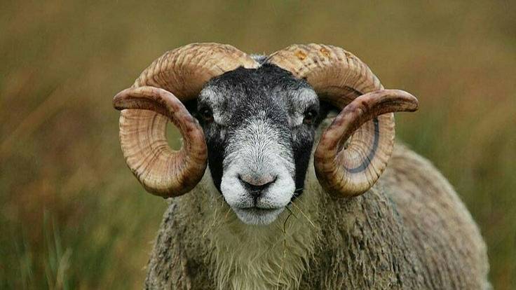 528681e619be385ad9d6e2727e0136a8