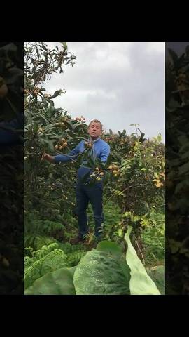 Олег Зубков собирает урожай на своей фазенде ! Португалия ,Азорские острова !