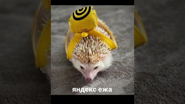 ЯНДЕКС ЕДА???