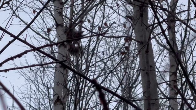 Гера загнала белочку на дерево.