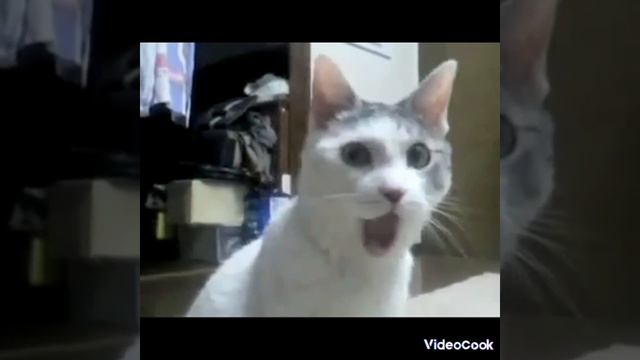 макар рутуб