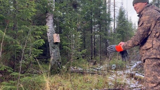 Выставляю капканы на соболя, новый путик. Сезон 2024 год.