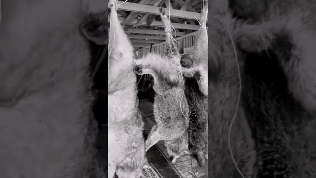 Охота на волка