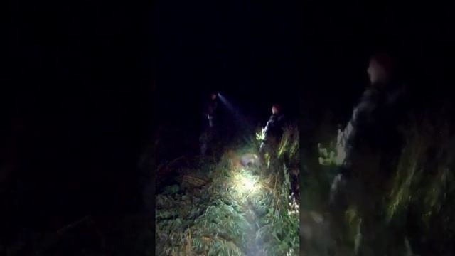 Охота на кабана на овсах