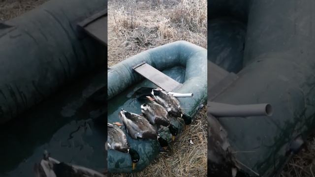 Охота на утку