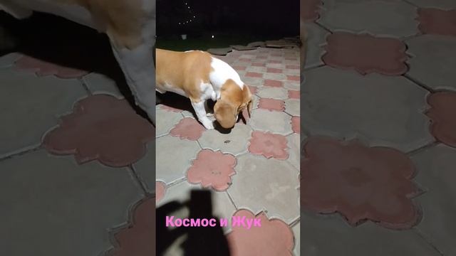 #космос #бигль #жук