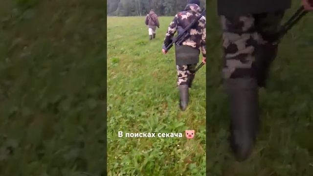 В поиске секача