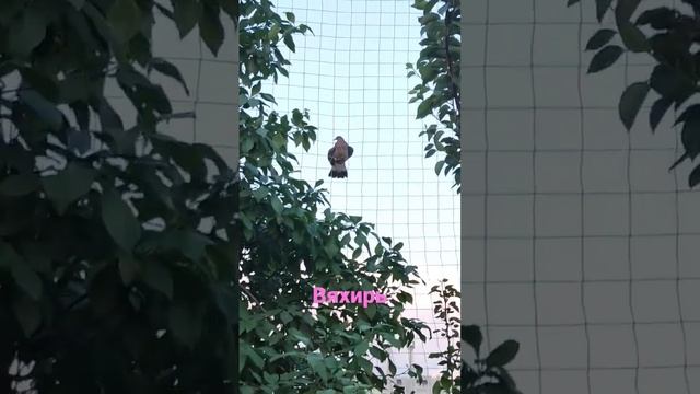 #вяхирь #большойптиц #приморский #shorts