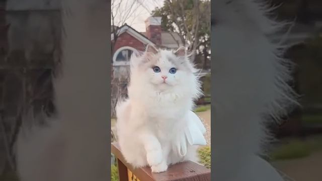 Video-54e1c7239c281d9ec0d23421e9e3b43e-V.mp4