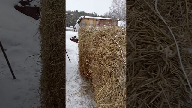 Закупили солому