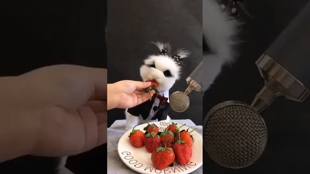 Video-d6f82ceb234bd59a7a7361e56a1c699c-V.mp4