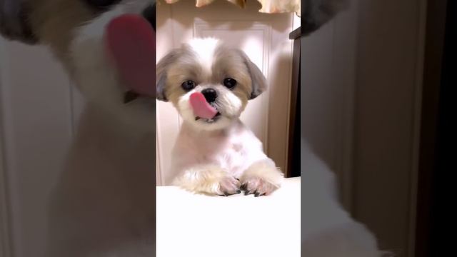 Video-ba75bed975519bb414e966d8e44037ce-V.mp4