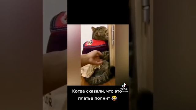 Video-b33d4194d7d10005f103591ac8f50983-V.mp4