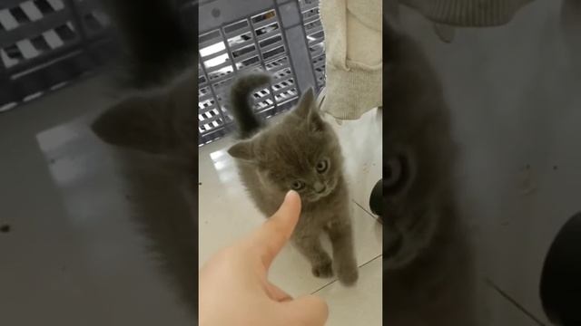 Video-2d7bbcd88c723895833a0e7f67561c59-V.mp4