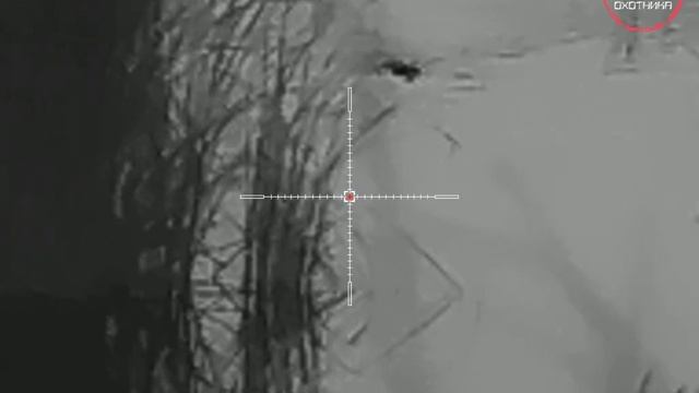 Осень 2024г. Был добыт бобр весом 25кг.