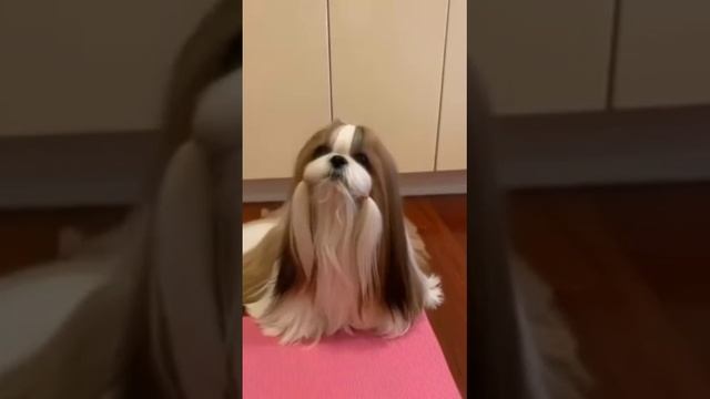 Video-70eac500537eeae18062d87ddee34b9a-V.mp4