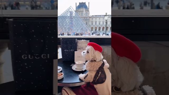 Video-ff613448bfc307bd5f567e914d22408f-V.mp4