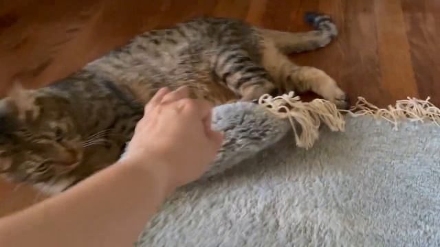 Memes Compilation #14