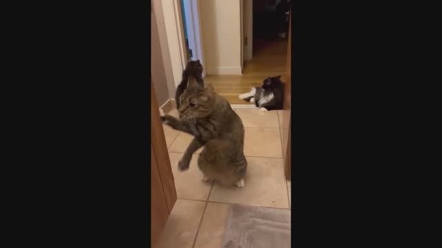 Memes Compilation #12