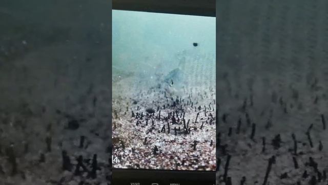 Самодельная подводная камера Imx 291