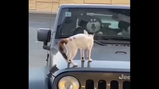 Memes Compilation #13