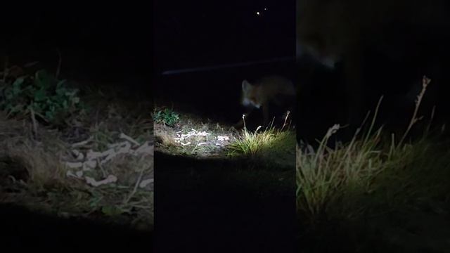 Лиса жрет куриные кости . Неожиданный гость на рыбалке