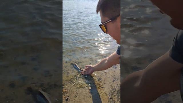 отпустил стерлядку