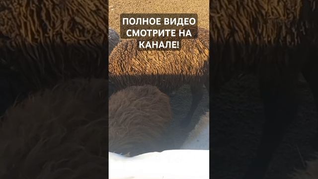 Полный выпуск уже на канале. #бараны #животные #фермерскиесекреты #овцы #кастрация #ягнята #козы