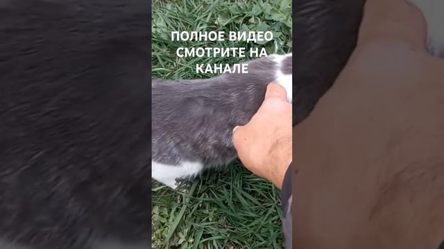 Наша кошка. #кошка #кошки #котята #котёнок #коты #кот #животные #фермерскиесекреты #ферма #помощь