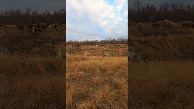 Друзья скоро будем в прямом эфире.  #фермерскиесекреты #пасуовец #выпас #овцы #козы #бараны