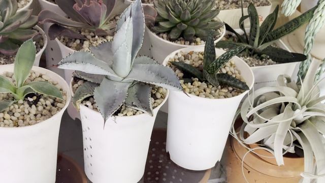 Суккуленты от Сергея ноябрь