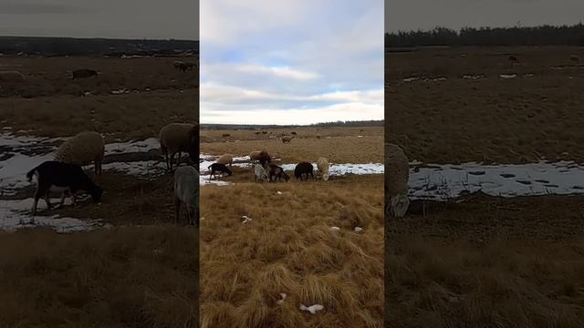 Снег растаял полностью.  #овцеводство #фермерскиесекреты #овцы #бараны #животные #природа #выпас